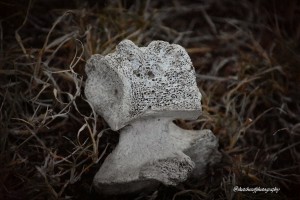 Bone in grass